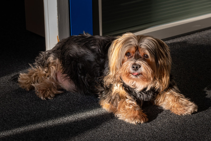 Image of a dog called Pelle